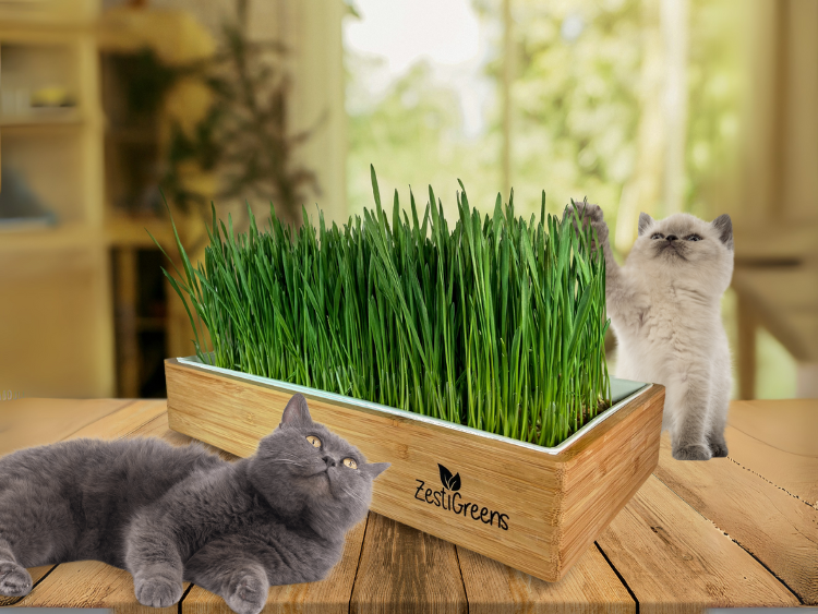 How to Grow Cat Grass for Your Pet?