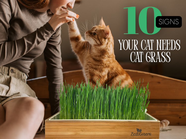 10 Signs Your Cat Needs Cat Grass (And Why It’s a Game-Changer)