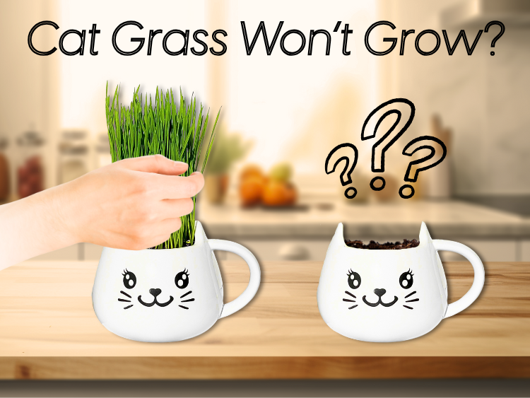 Troubleshooting Tips: What to Do If Your Cat Grass Won’t Grow