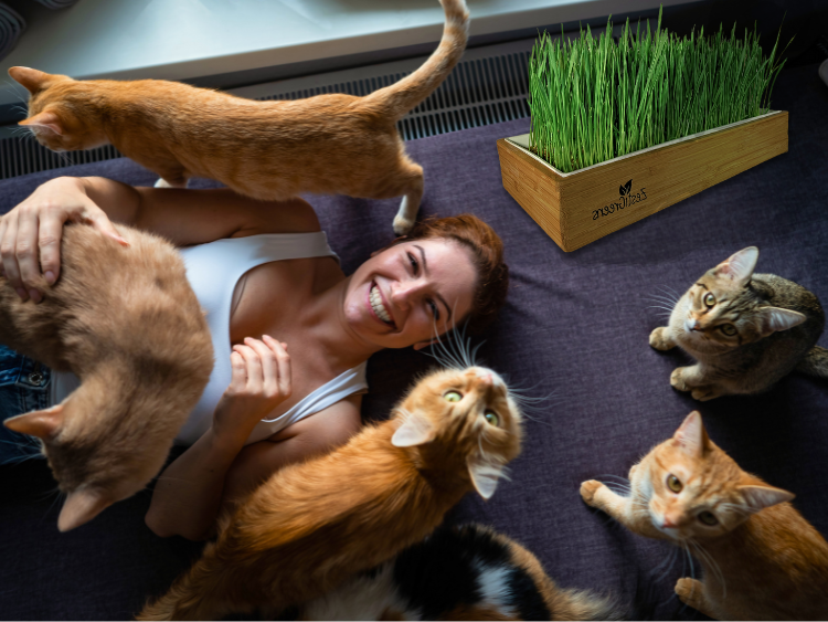 Indoor Enrichment: How Cat Grass Keeps Your Indoor Cat Happy and Healthy