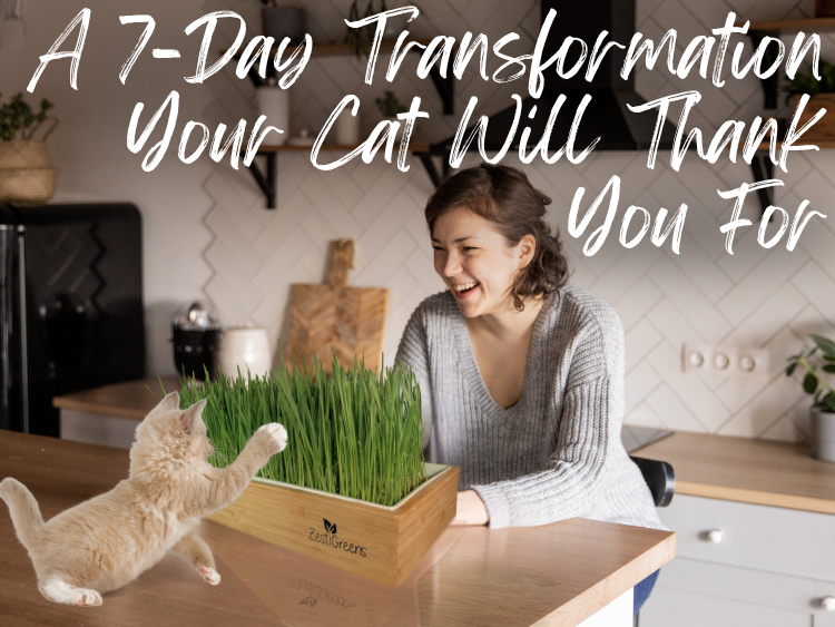 From Seed to Snack: How to Grow Cat Grass in Just 7 Days
