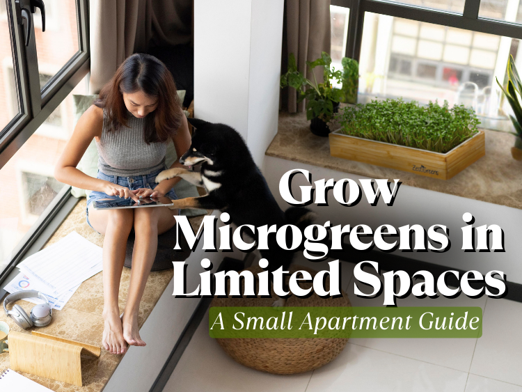 How to Grow Microgreens with Limited Space: A Small Apartment Guide