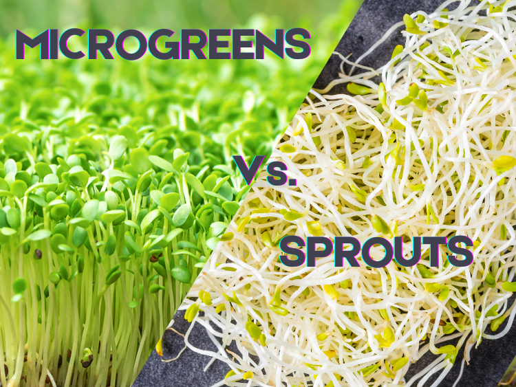Why Do You Have to Rinse Sprouts 2-3 Times a Day but Not Microgreens?
