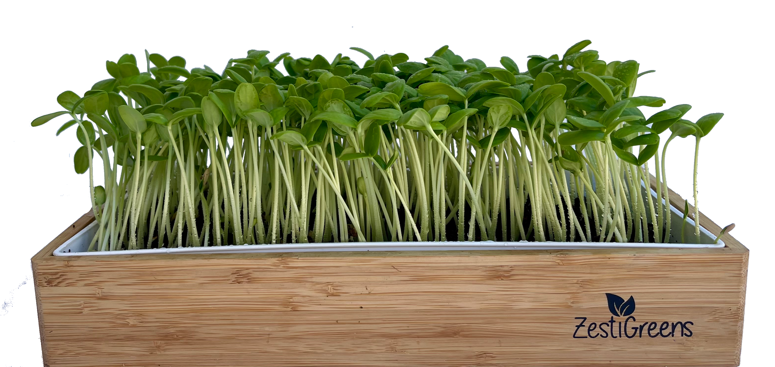 Microgreens for Immune Health During Flu Season
