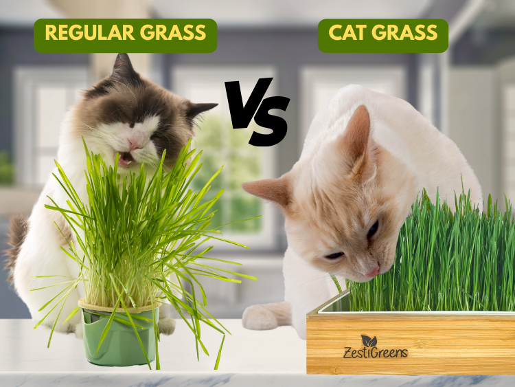 Cat Grass vs. Regular Grass: Why It Matters for Your Pet’s Health