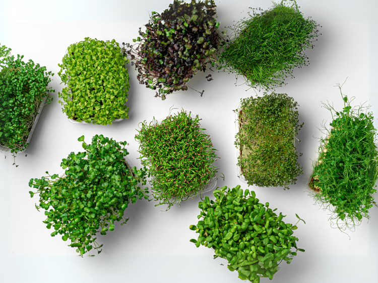 Best Microgreens Seeds for Beginners