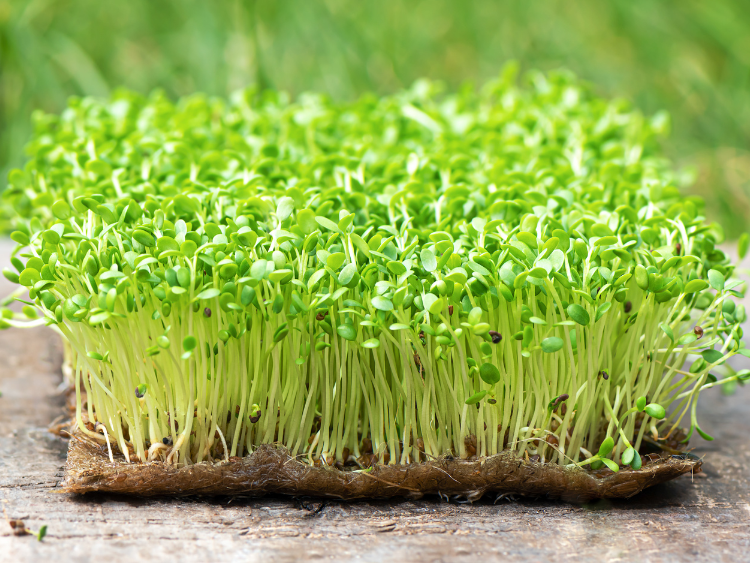 How to Grow Microgreens Indoors Year-Round