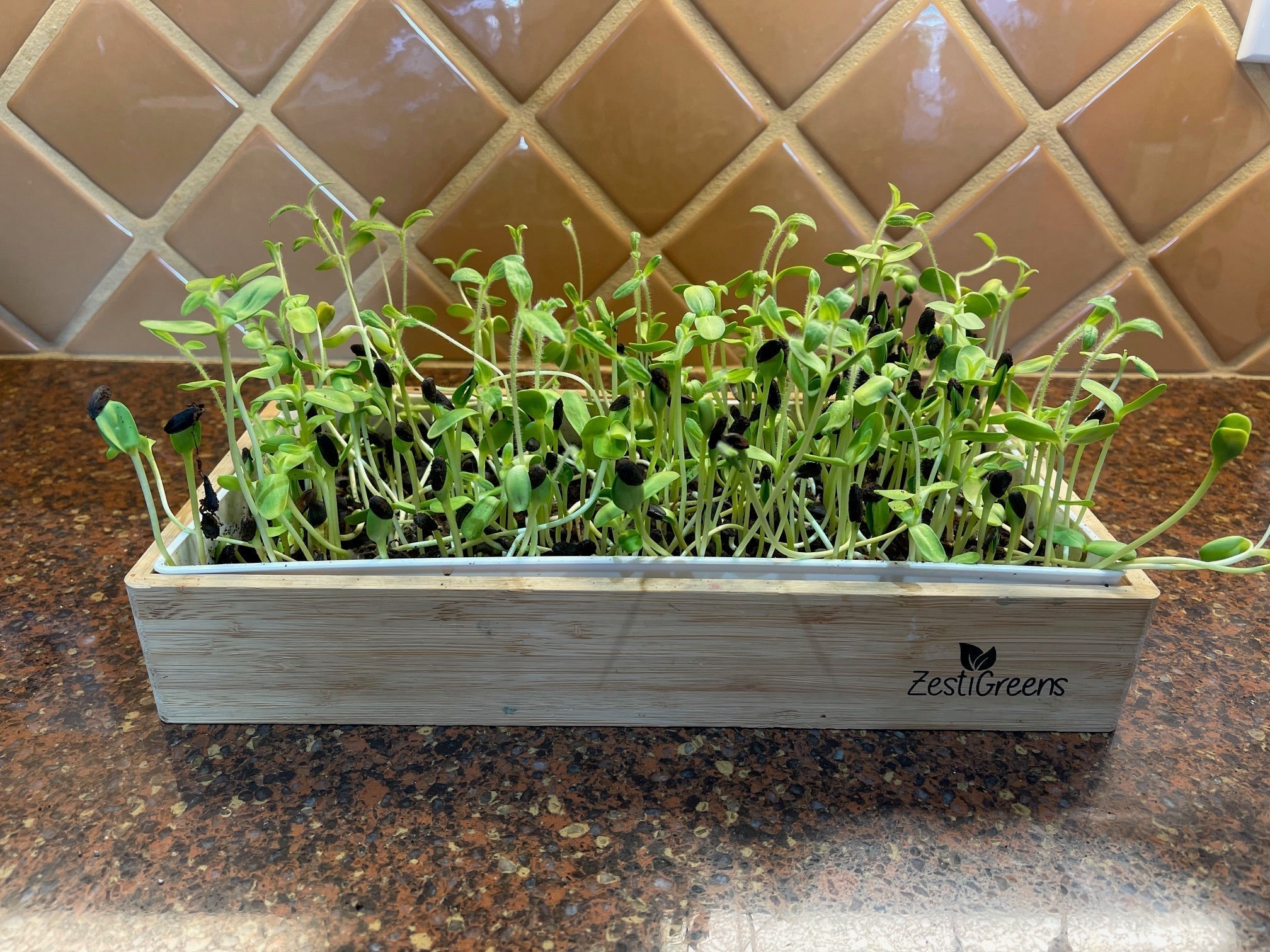 Can You Grow Microgreens in Coffee Grounds? A Sustainable Gardening Guide