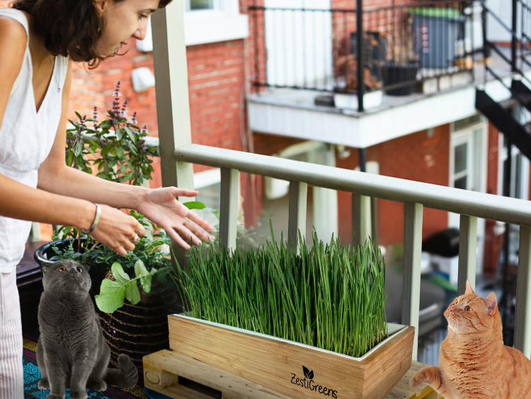 🌿 Cat Grass for City Dwellers: How to Give Your Indoor Cat a Taste of the Outdoors