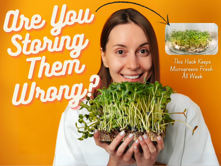 How to Store and Extend the Shelf Life of Fresh Microgreens