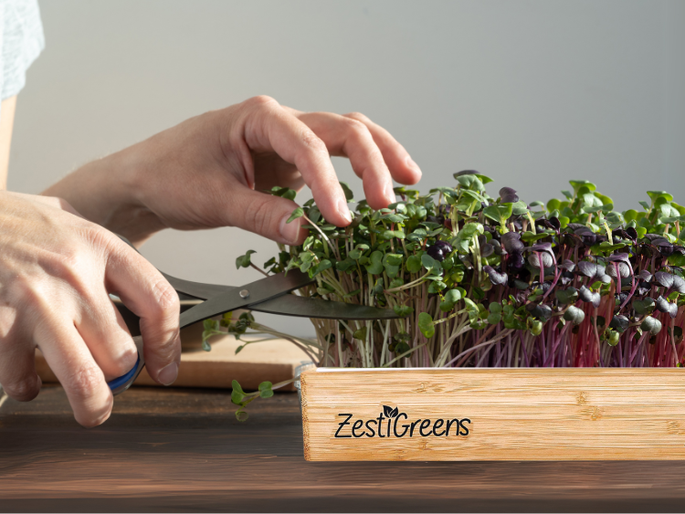 Can You Regrow Microgreens After Cutting?