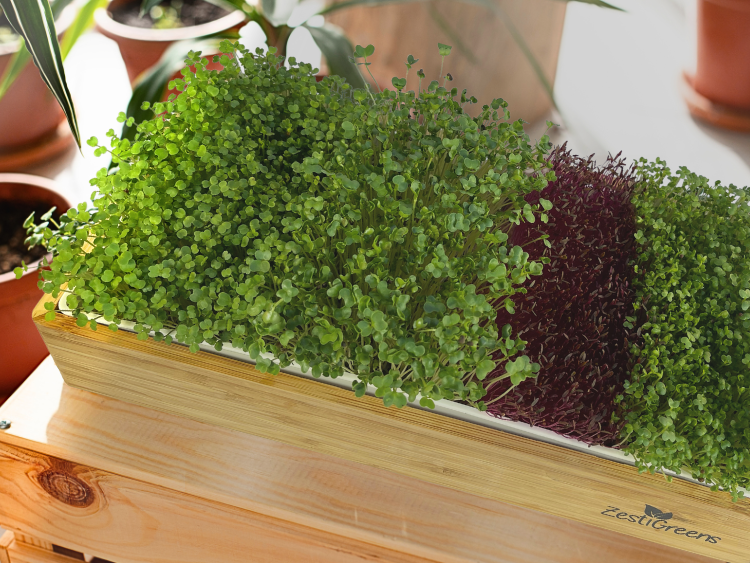 Best Light for Growing Microgreens Indoors