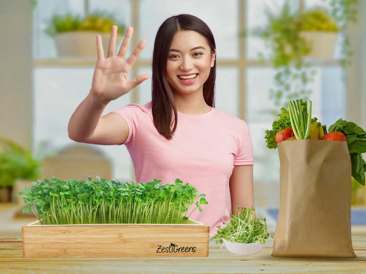 5 Reasons ZestiGreens Microgreens Kits Are Perfect for Beginners