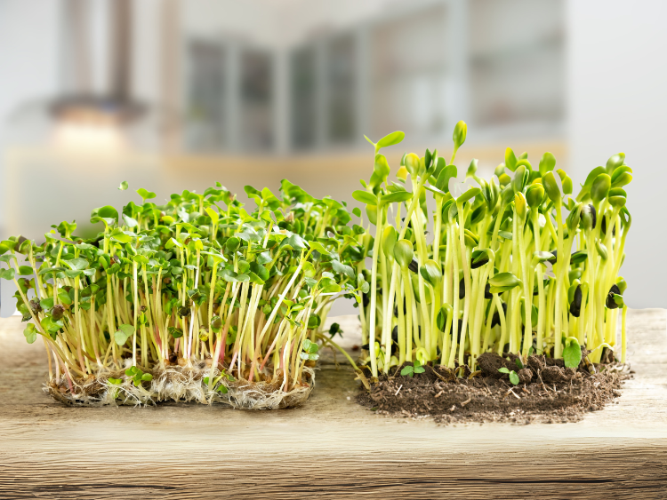 Hydroponic vs. Soil Microgreens Growing