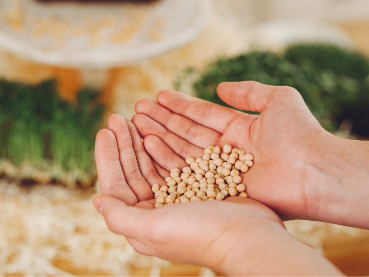 The Best Sprouting Seeds to Buy for Maximum Nutrition