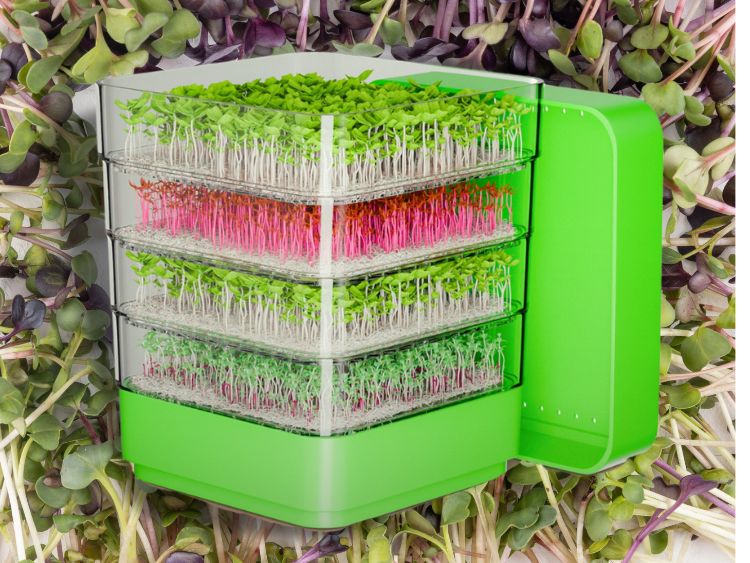 Top 5 Easiest Sprouts to Grow at Home (Even for Beginners!)