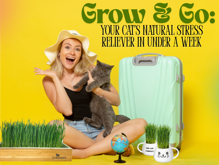 Traveling with Your Cat? Here's the Game-Changer You Didn't Know You Needed