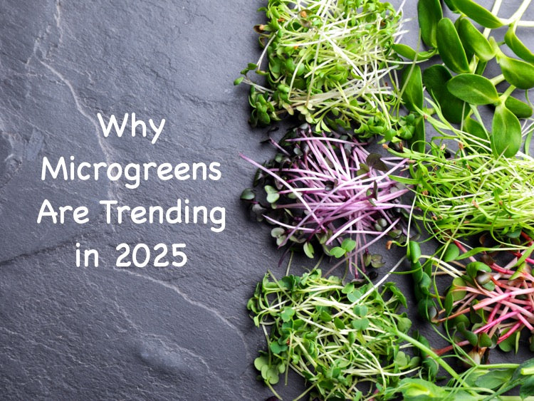 Why Microgreens Are Trending in 2025
