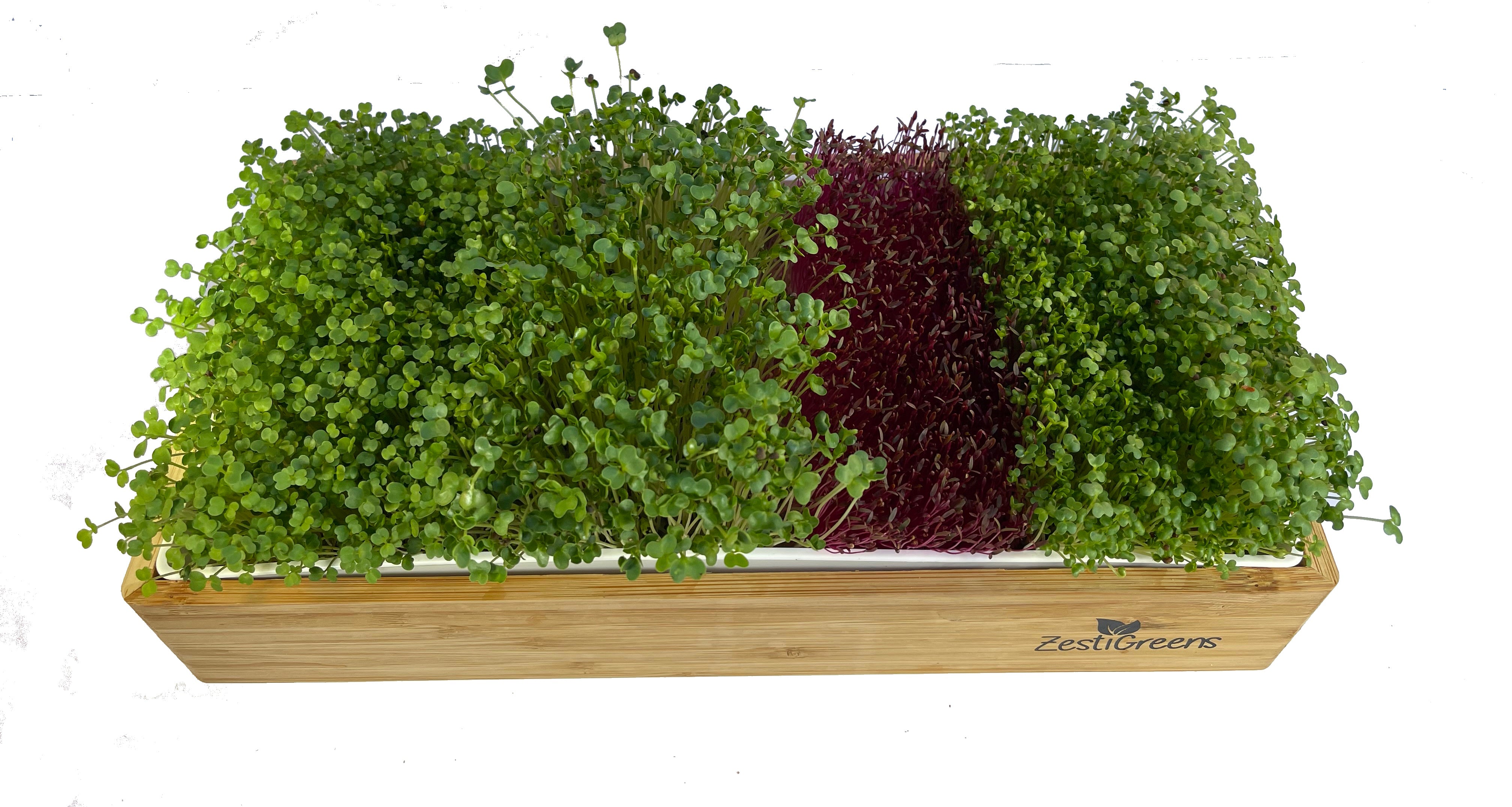 Microgreens Kit In Tray