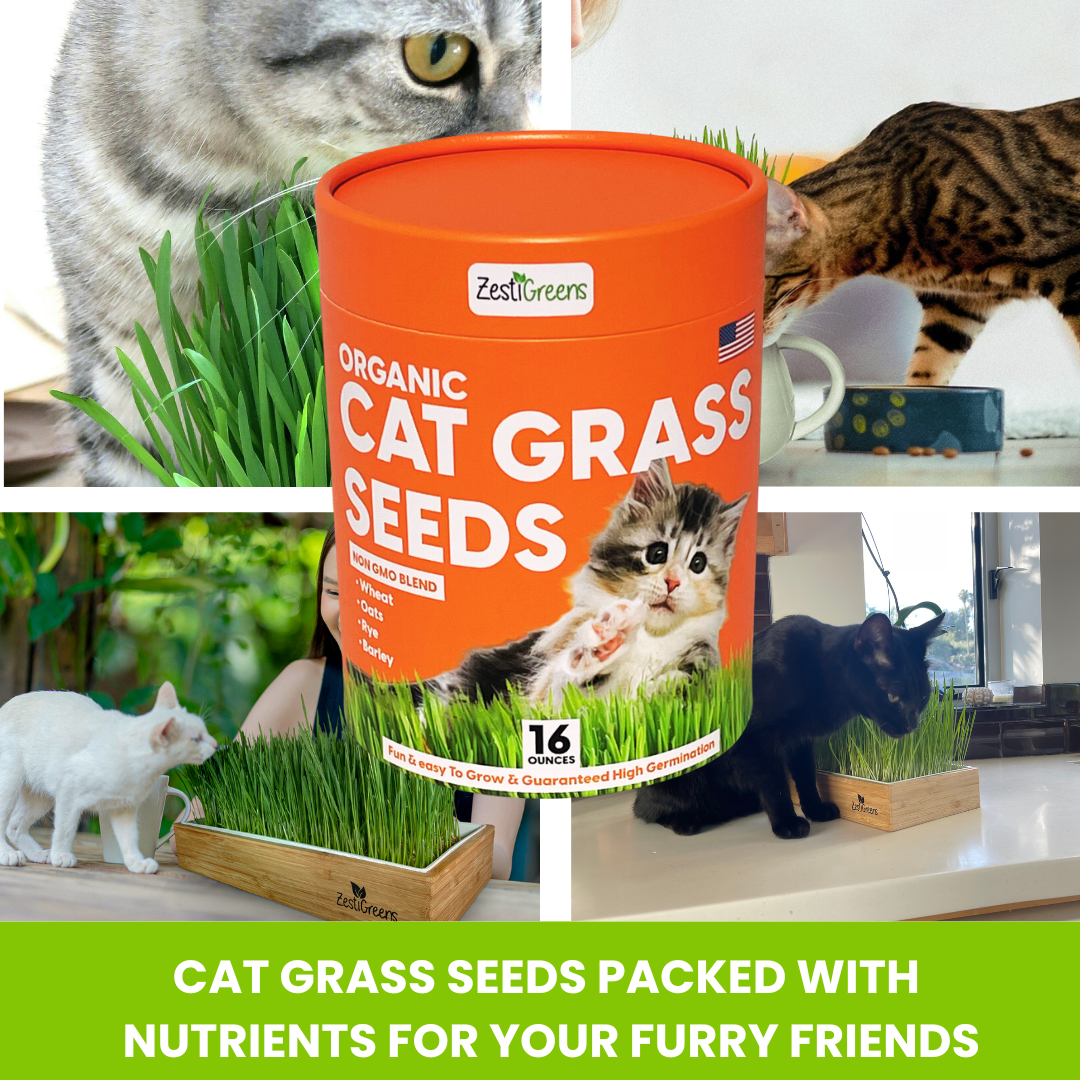 Cat Grass For Indore Cats