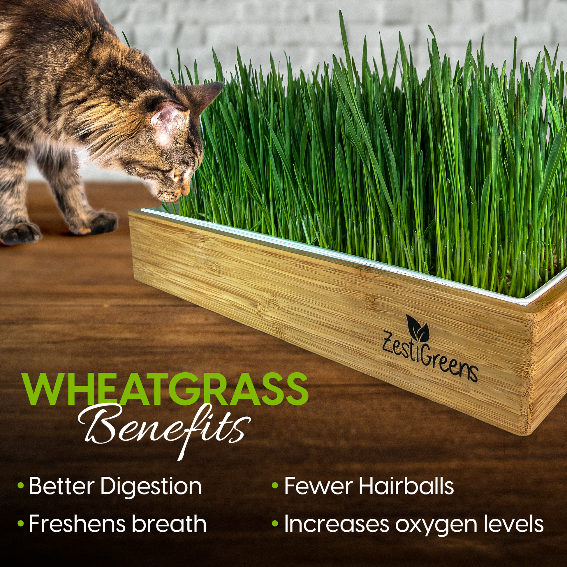 Cat Grass Kits