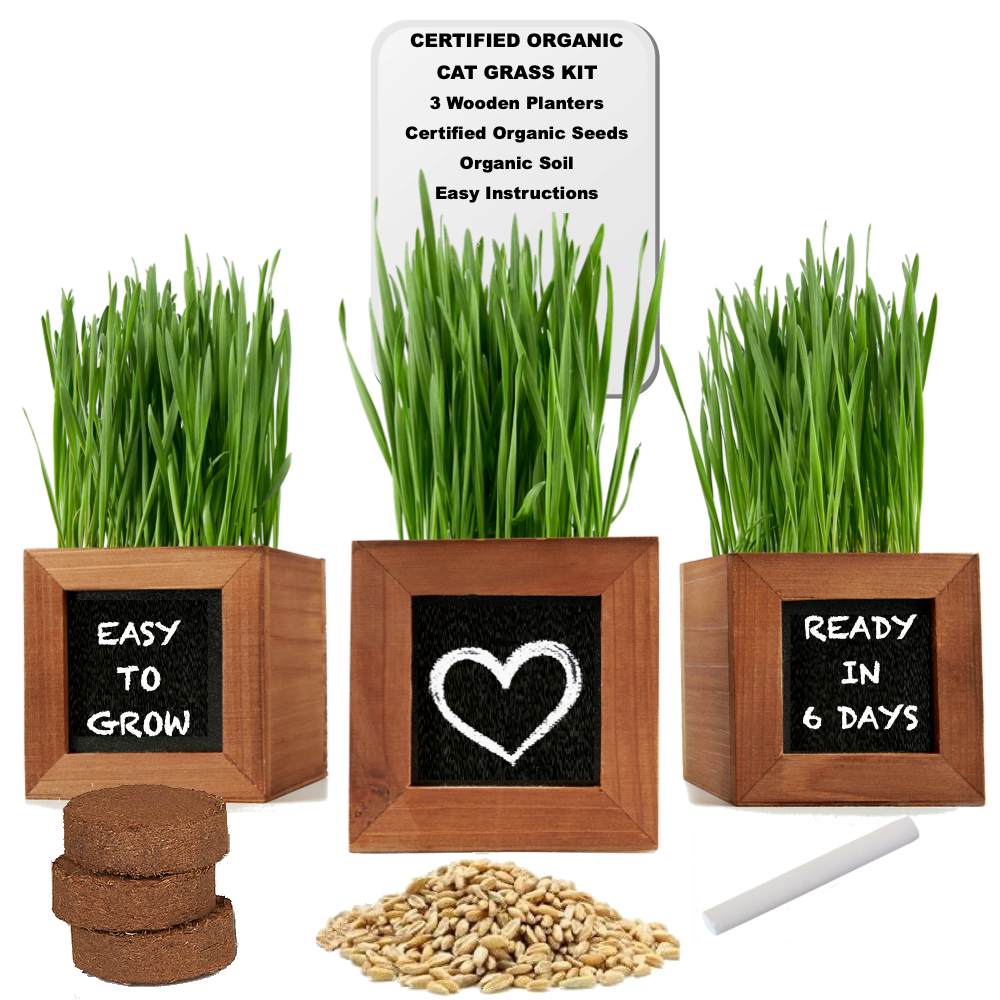 to plant cat grass should seeds be covered with soil Cat Grass Growing Kit with 3 Mini Wooden Planters, Seeds & Soil