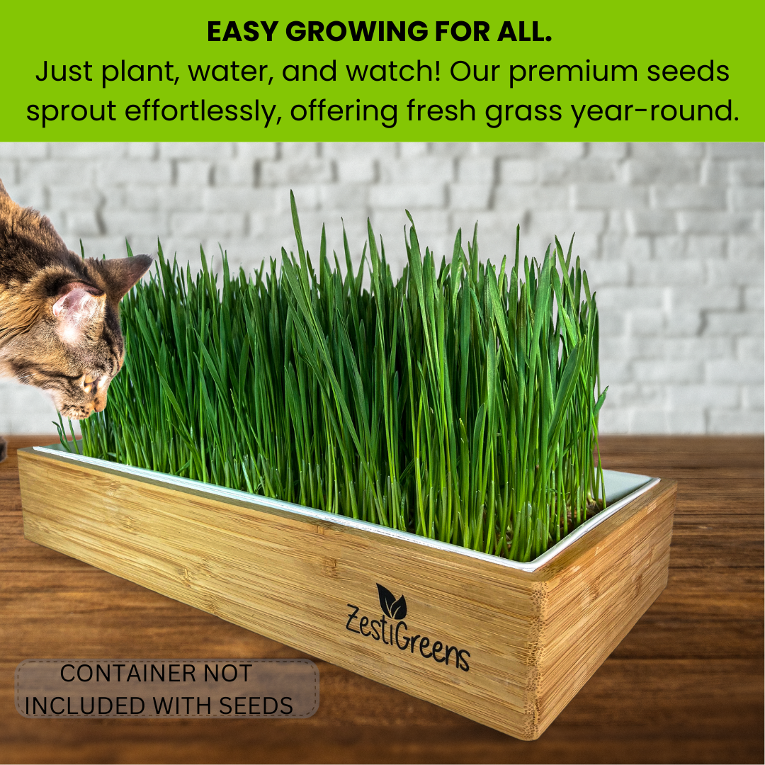 Organic Cat Grass
