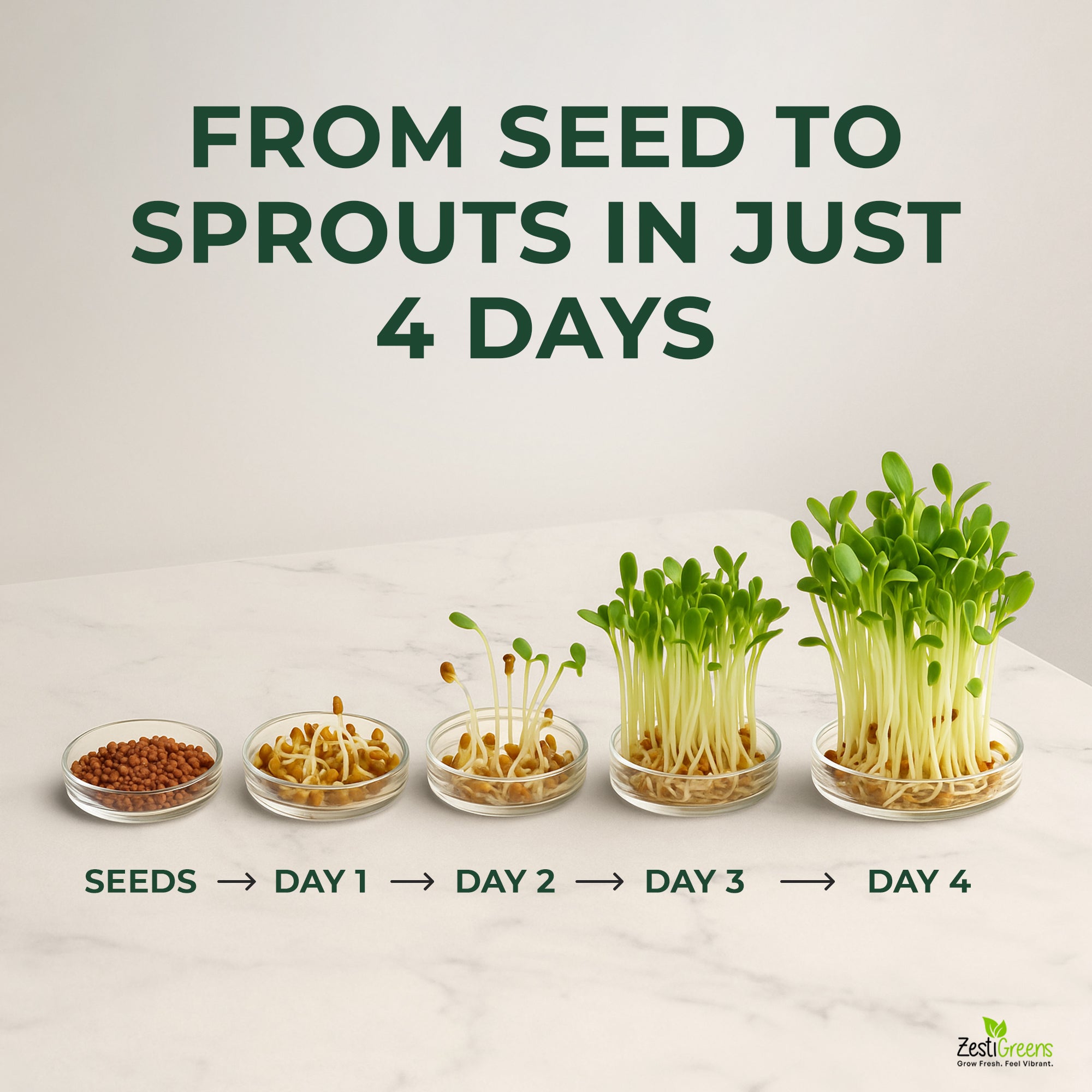 Organic Red Clover Seeds for Sprouting - Non-GMO, USA Grown Microgreens Sprouting Seeds