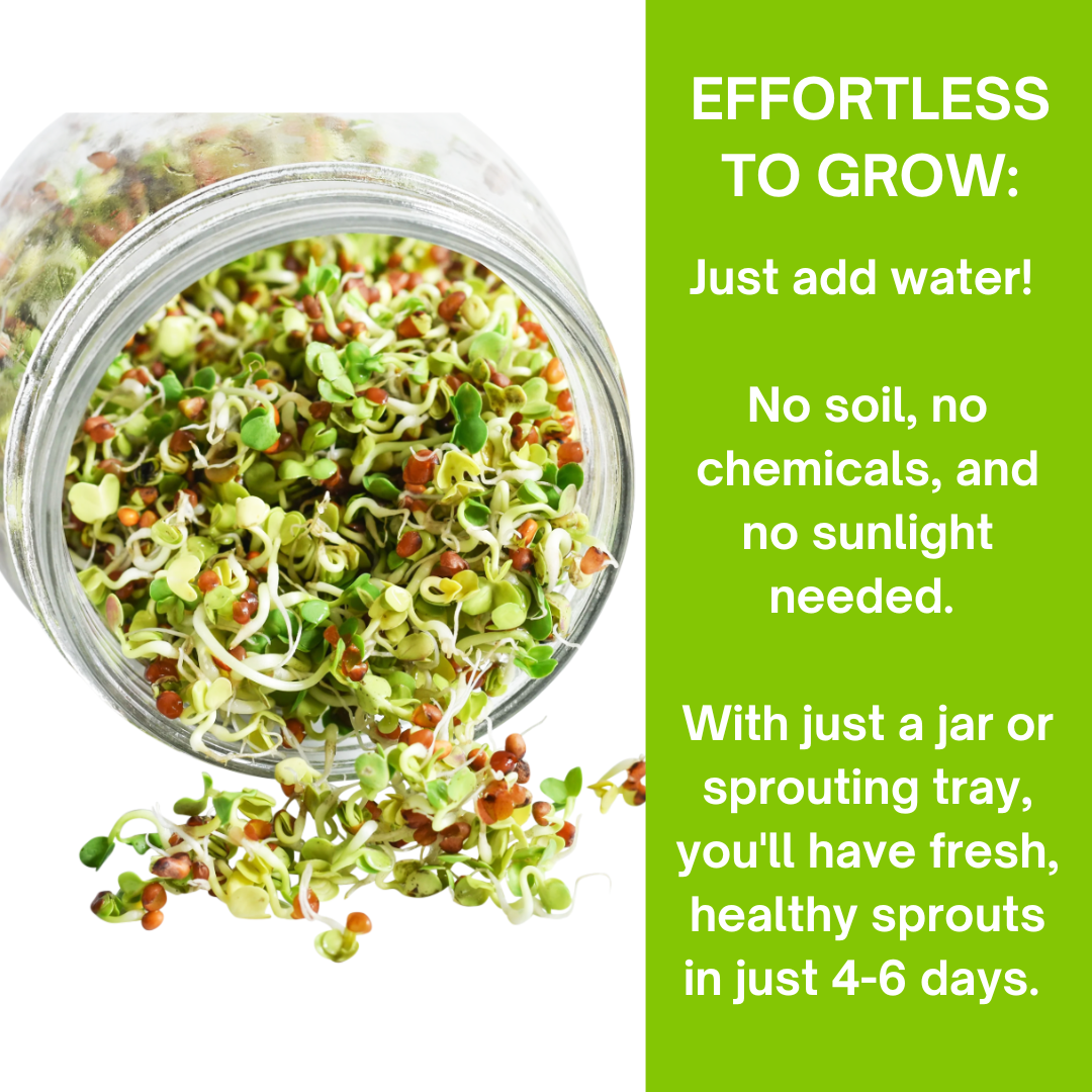 Sprouting Seeds