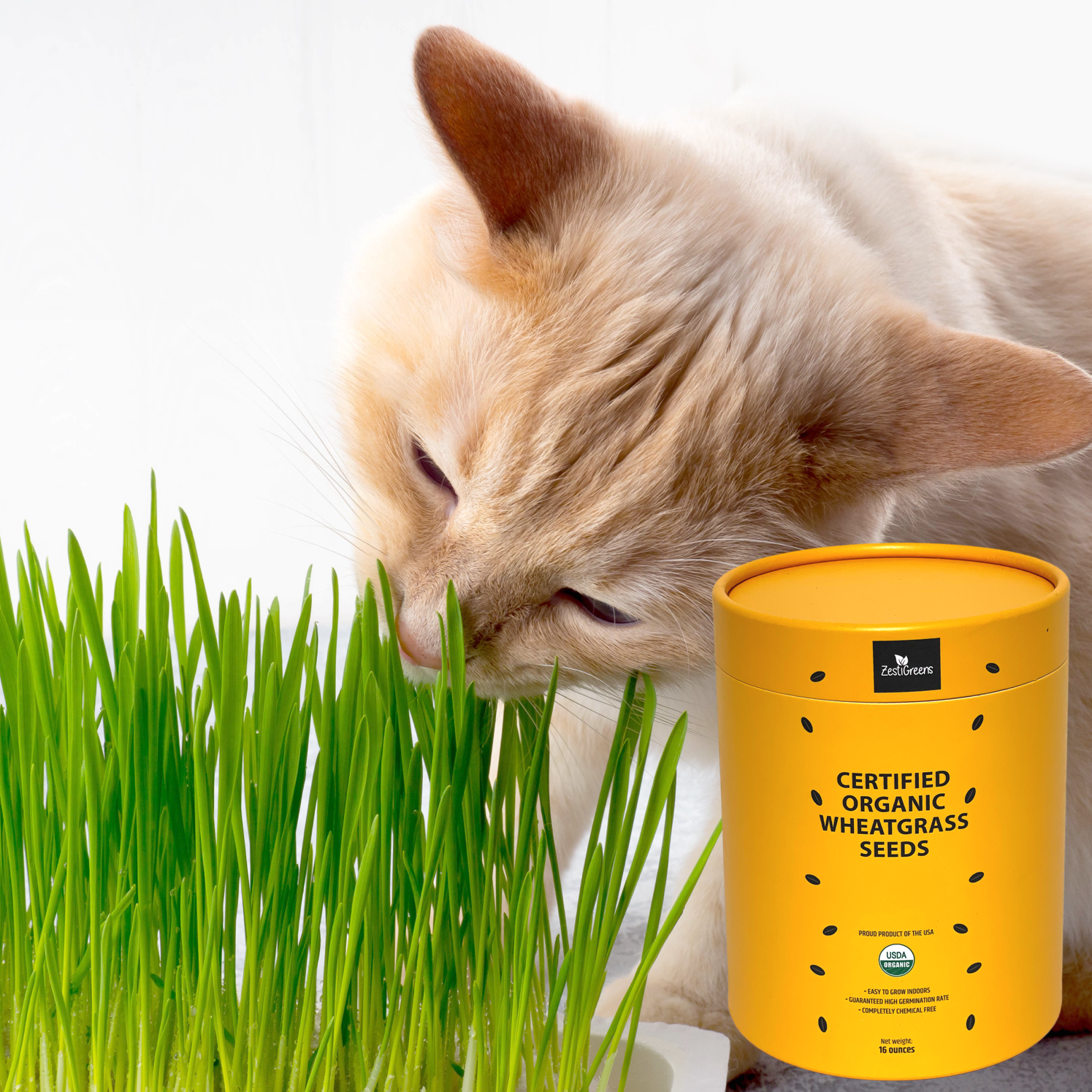 Cat Grass Seeds