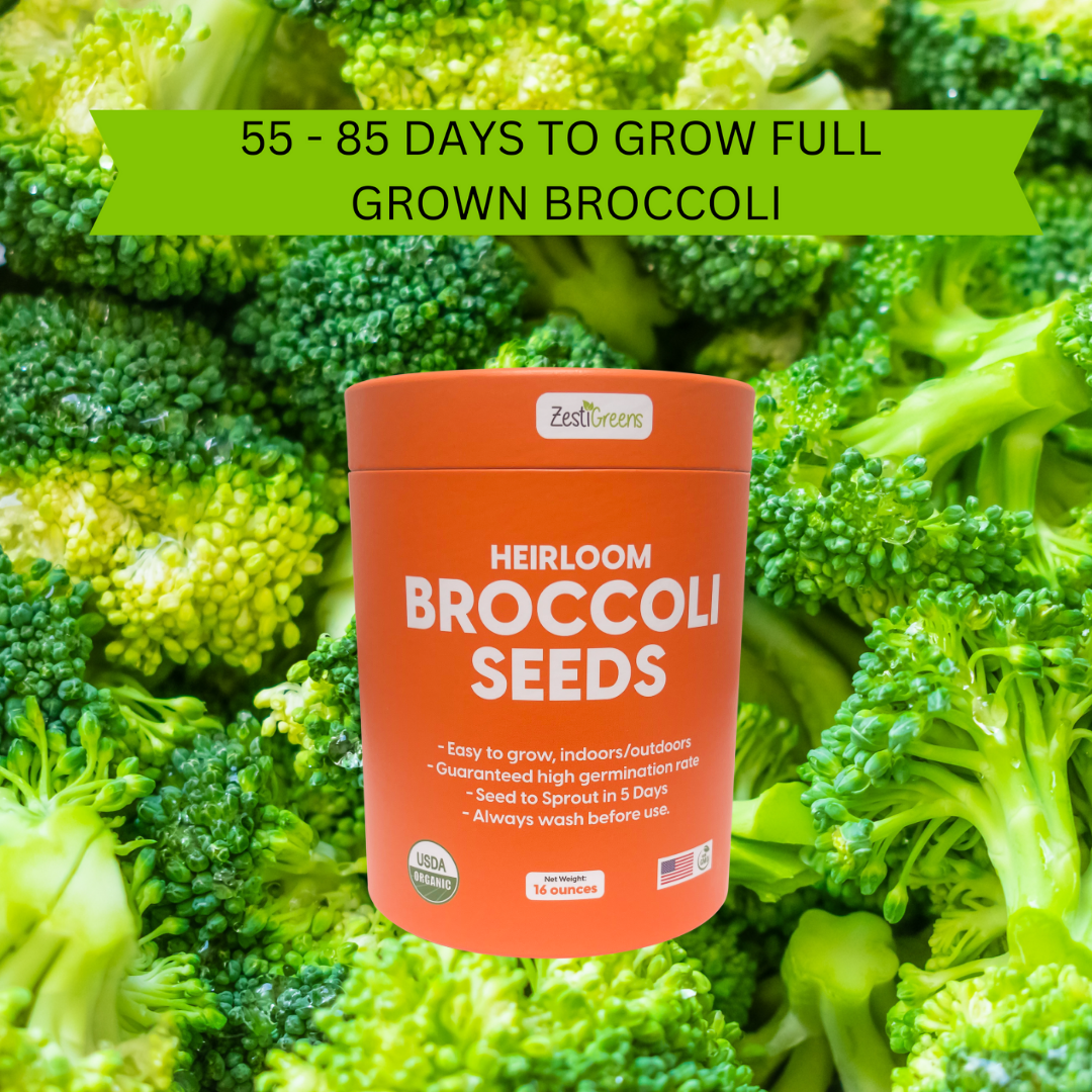 Broccoli Seeds