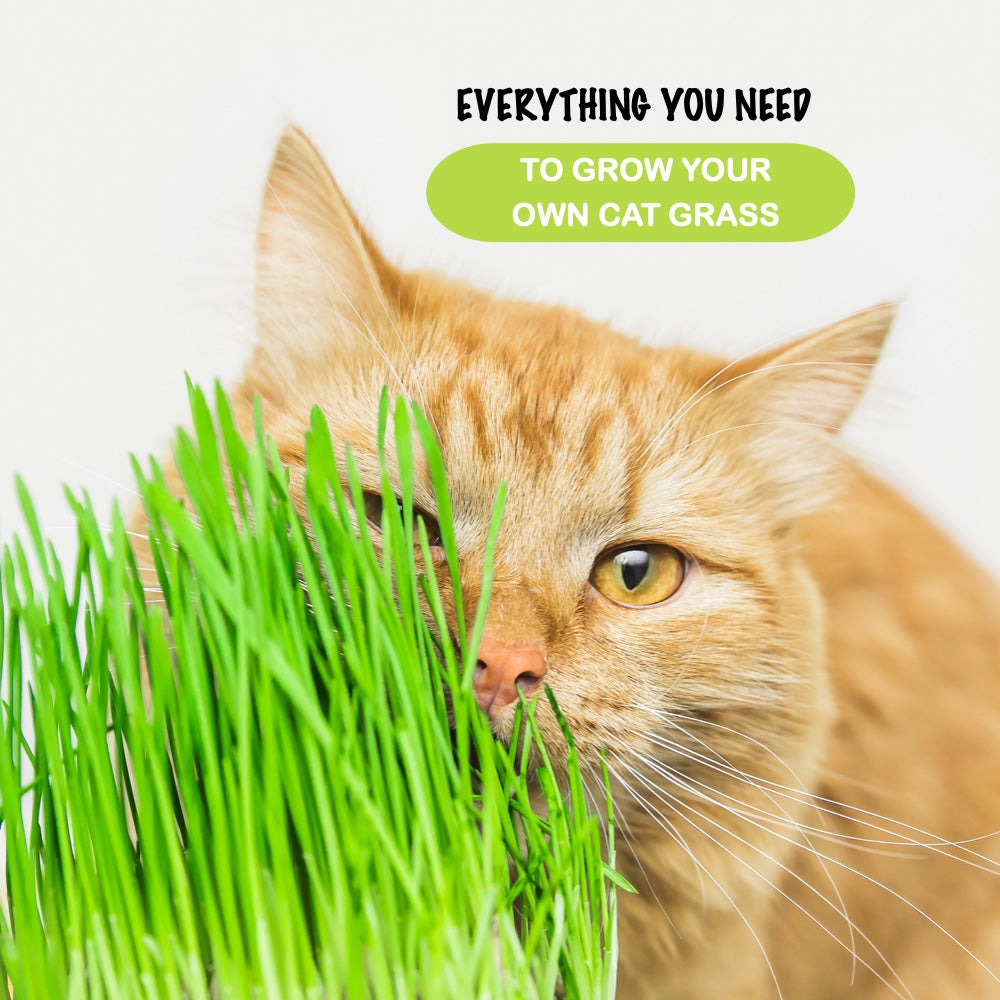 Cat Grass With Ladies