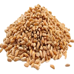 Cat Grass