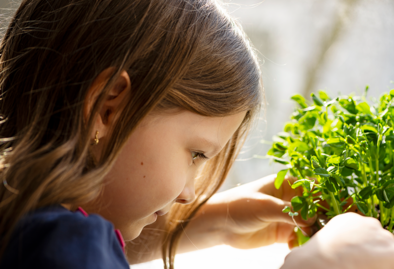 Can Microgreens Replace Full-Grown Vegetables in Your Diet? The Power of Tiny Greens!