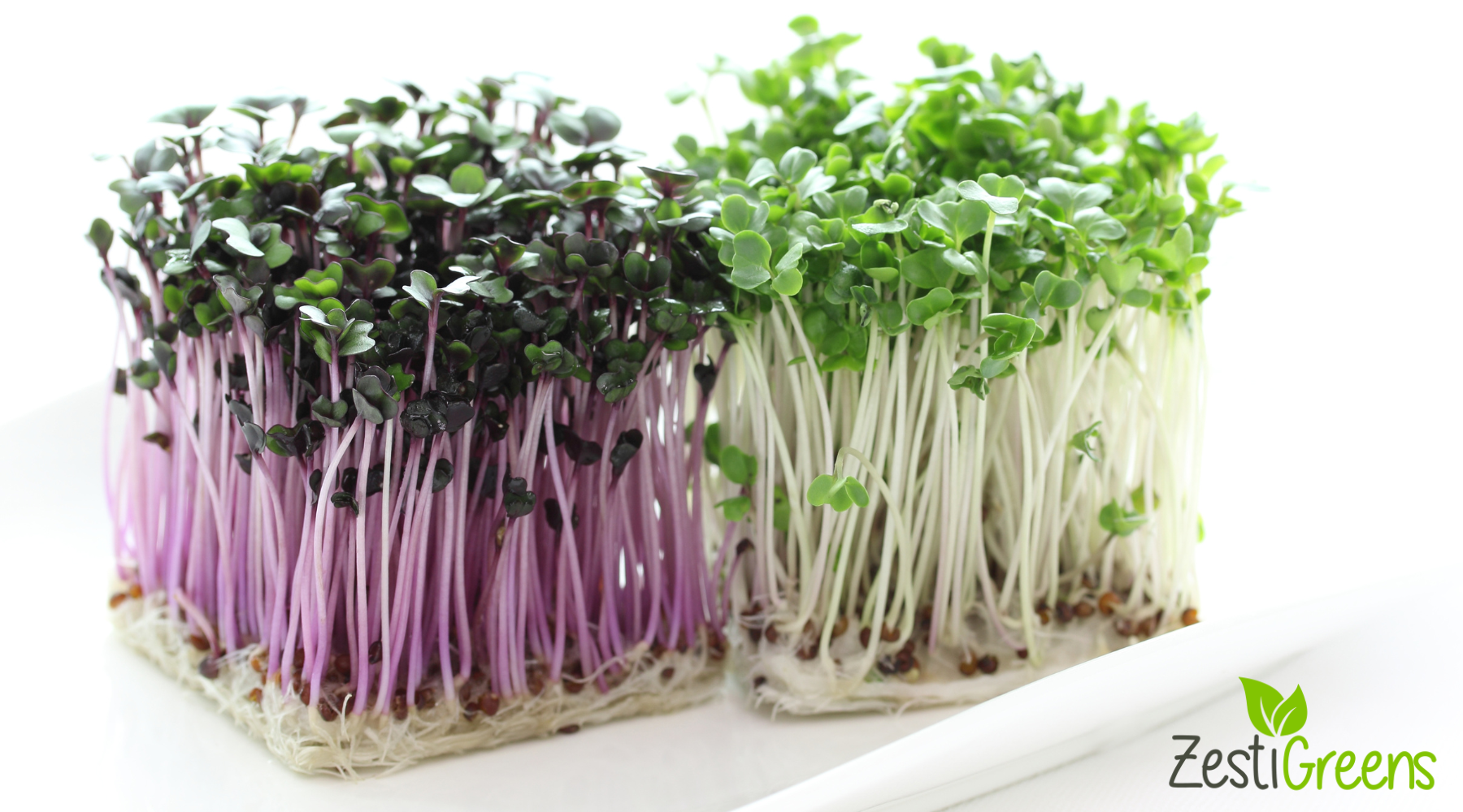 Unlock the Cancer-Fighting Power of Sulforaphane: Grow Broccoli Microgreens and Sprouts for Maximum Health Benefits