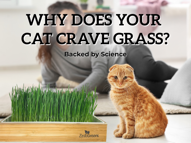 Orange tabby cat sitting beside a tray of fresh cat grass with a woman in the background, overlaid with the text: ‘Why Does Your Cat Craves Grass – Backed by Science.’