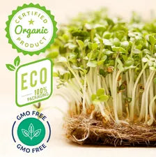 Organic Broccoli Seeds