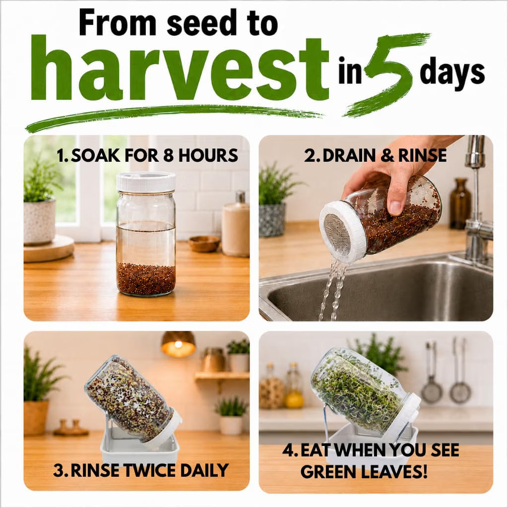 Broccoli Sprouts Growing Kit with Mason Jar Stand Tray USA Seeds