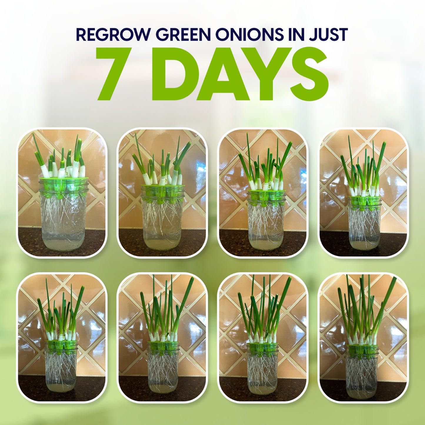 
                  
                    Premium Sprouts Growing Kit & Green Onion Regrower with 2 Mason Jars & Superior Sprout lids.
                  
                