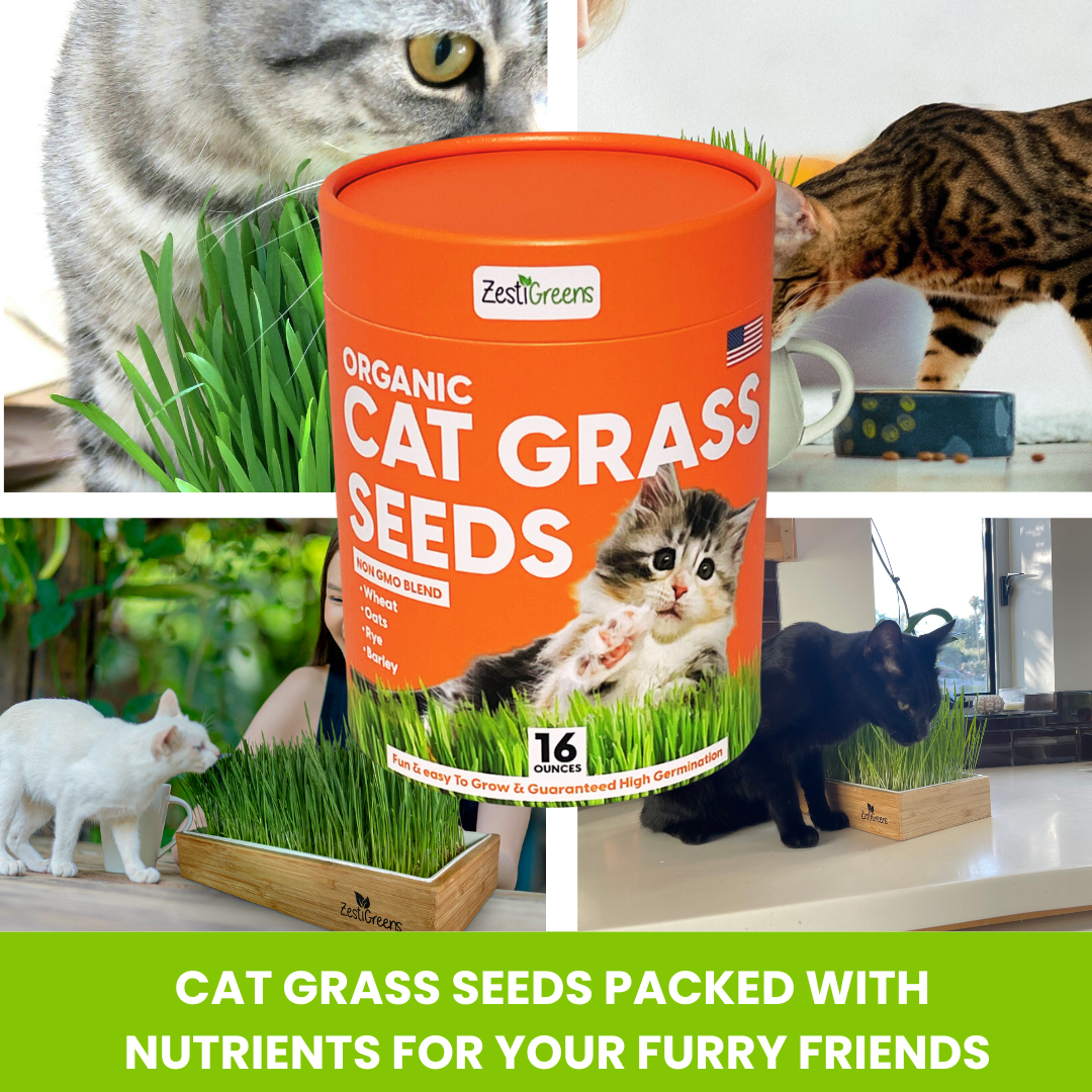 
                  
                    ZESTIGREENS Organic Cat Grass Seeds - 1 lb Non-GMO Blend of Wheat, Oats, Rye & Barley for Indoor Cats | Seeds Come in Food Grade Container with Lid for Easier Scooping & Keeping Fresher
                  
                