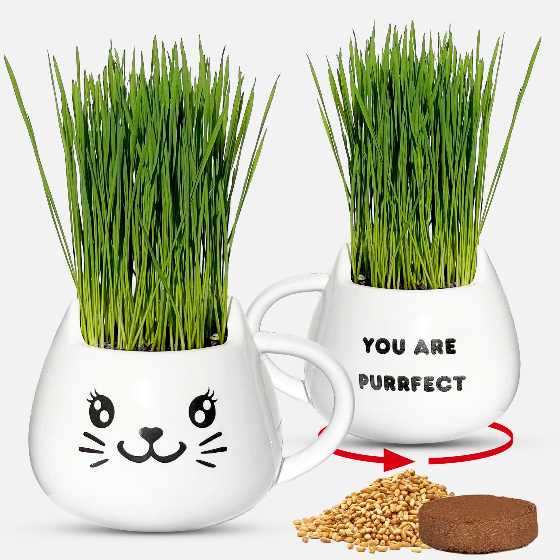 grass plants for indoor cats Cat Grass Mug Growing Kit