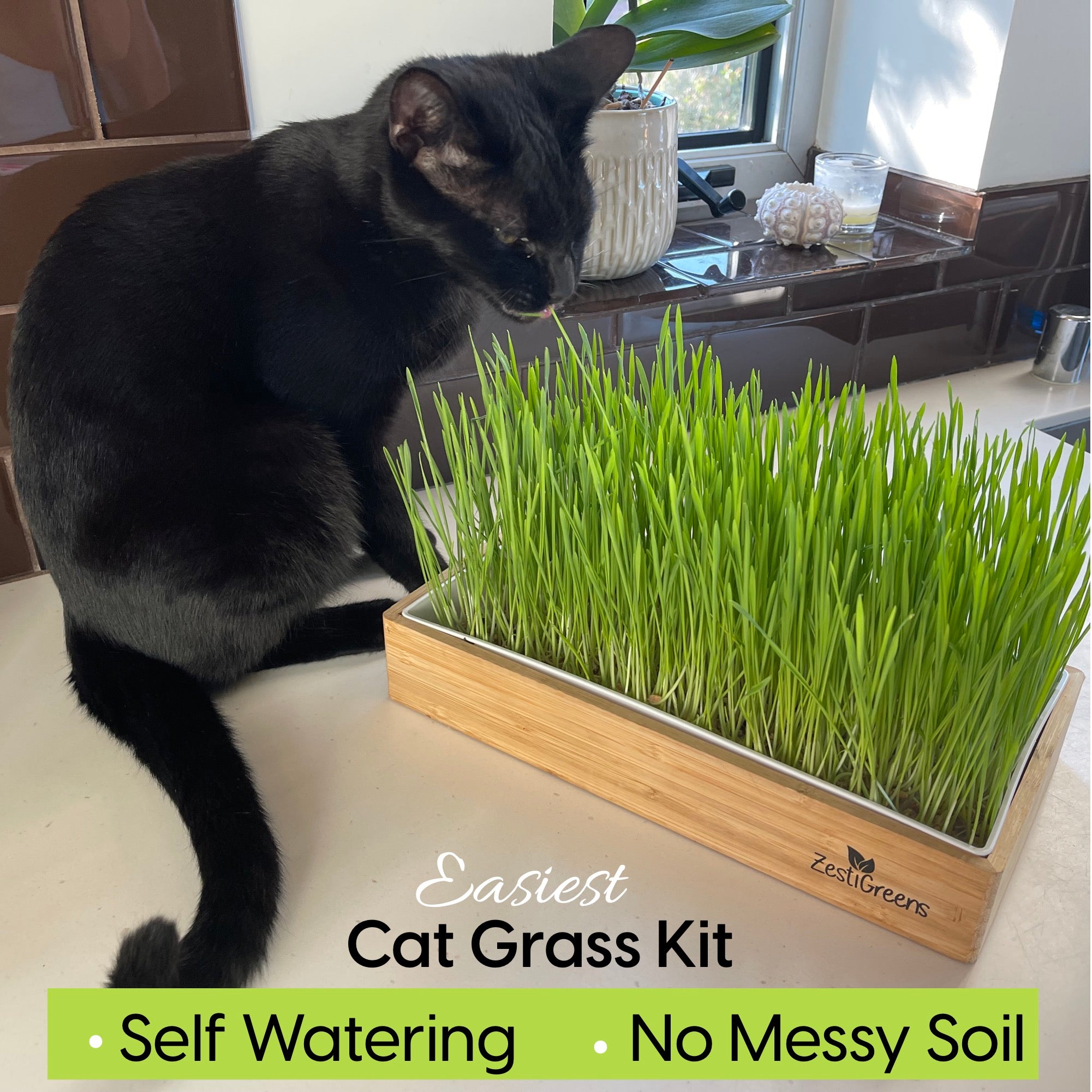self watering plant cat Zestigreens Self-Watering Cat Grass Kit. Hands Down The Easiest Way to Grow Cat Grass. Everything Included to Grow A Large Crop Of Delicious Cat Grass