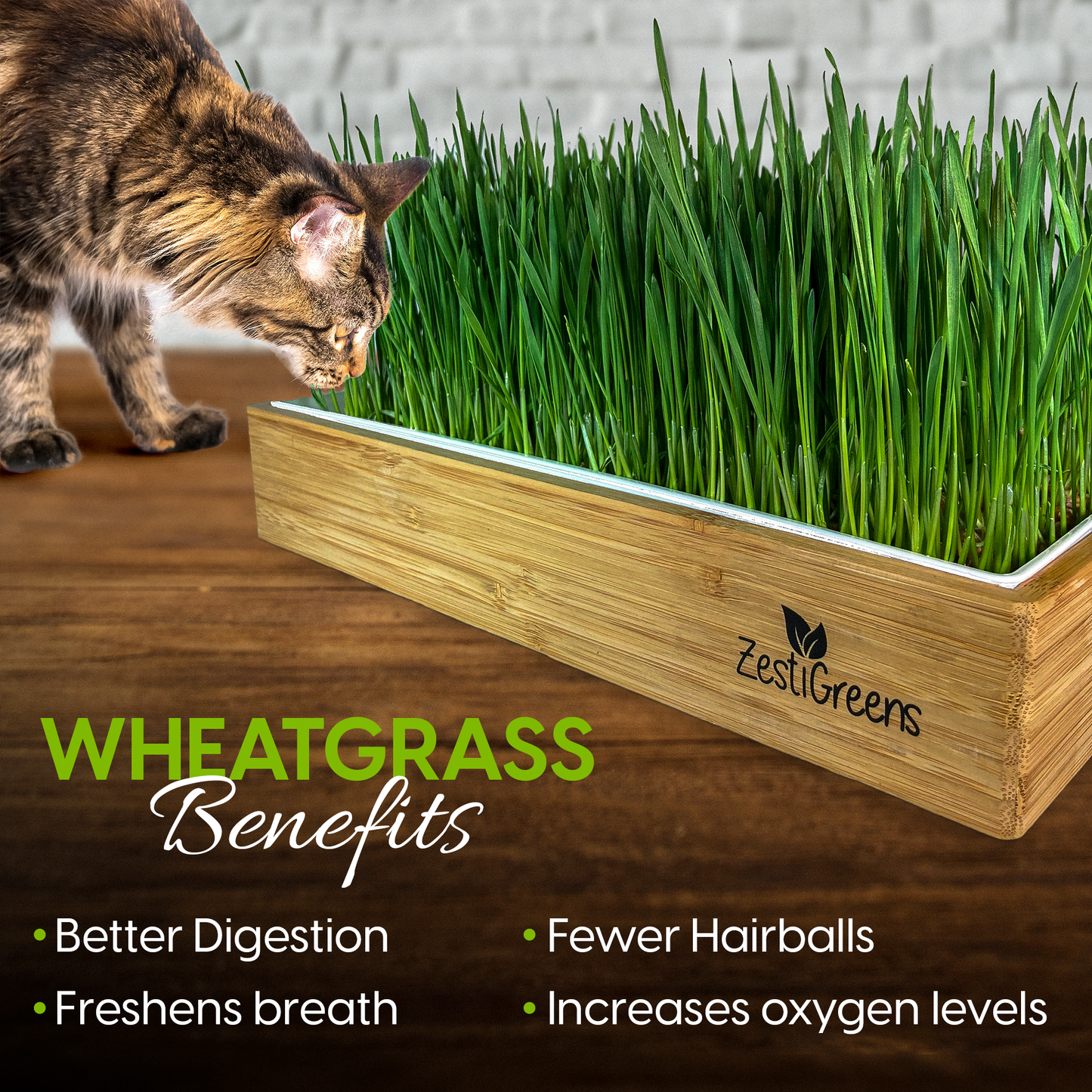 
                  
                    Self Watering Cat Grass Kit. Hands Down The Easiest Way to Grow Cat Grass. Everything Included to Grow 10 Large Crops of Delicious Cat Grass in Just 6 Days!.
                  
                
