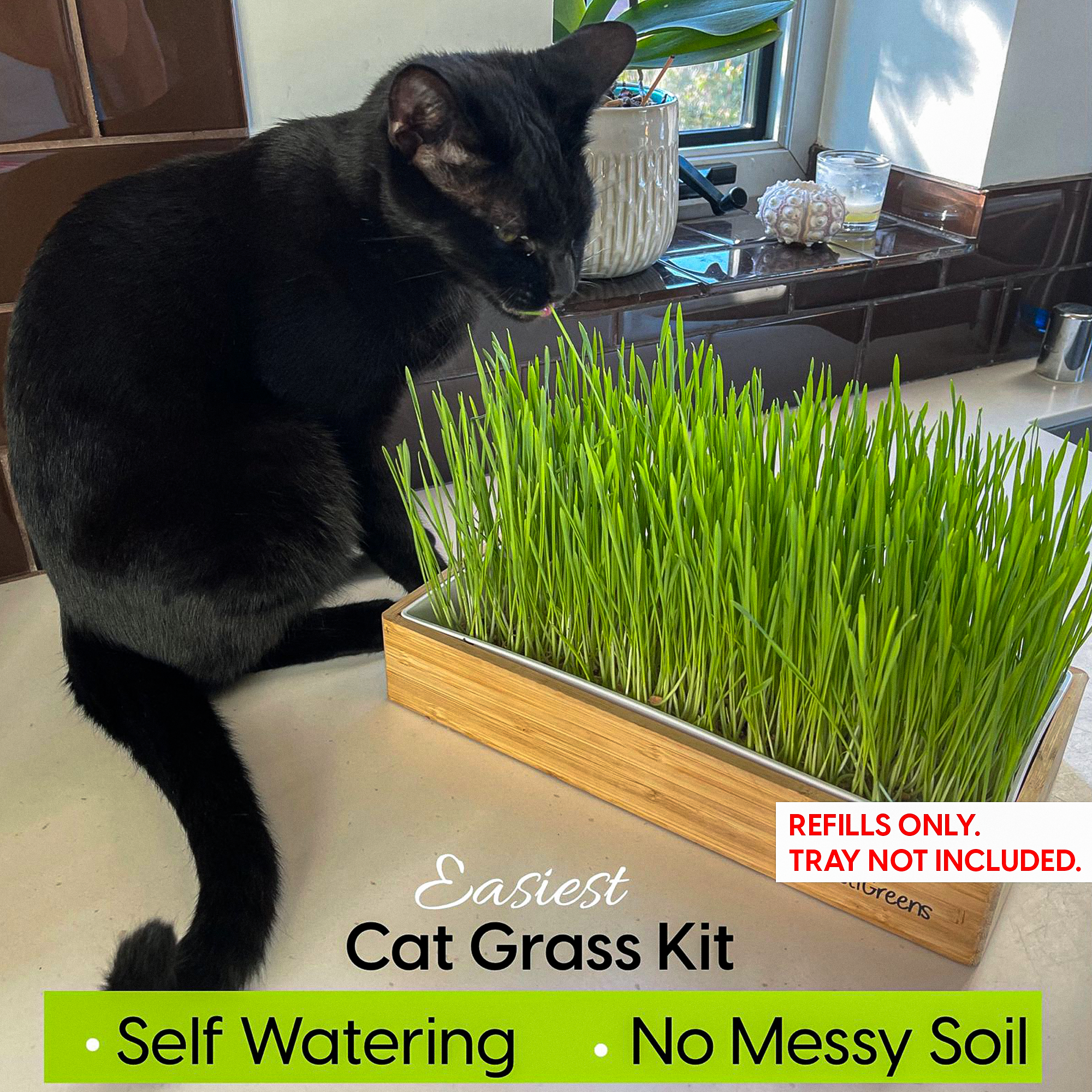 Cat Grass Refills