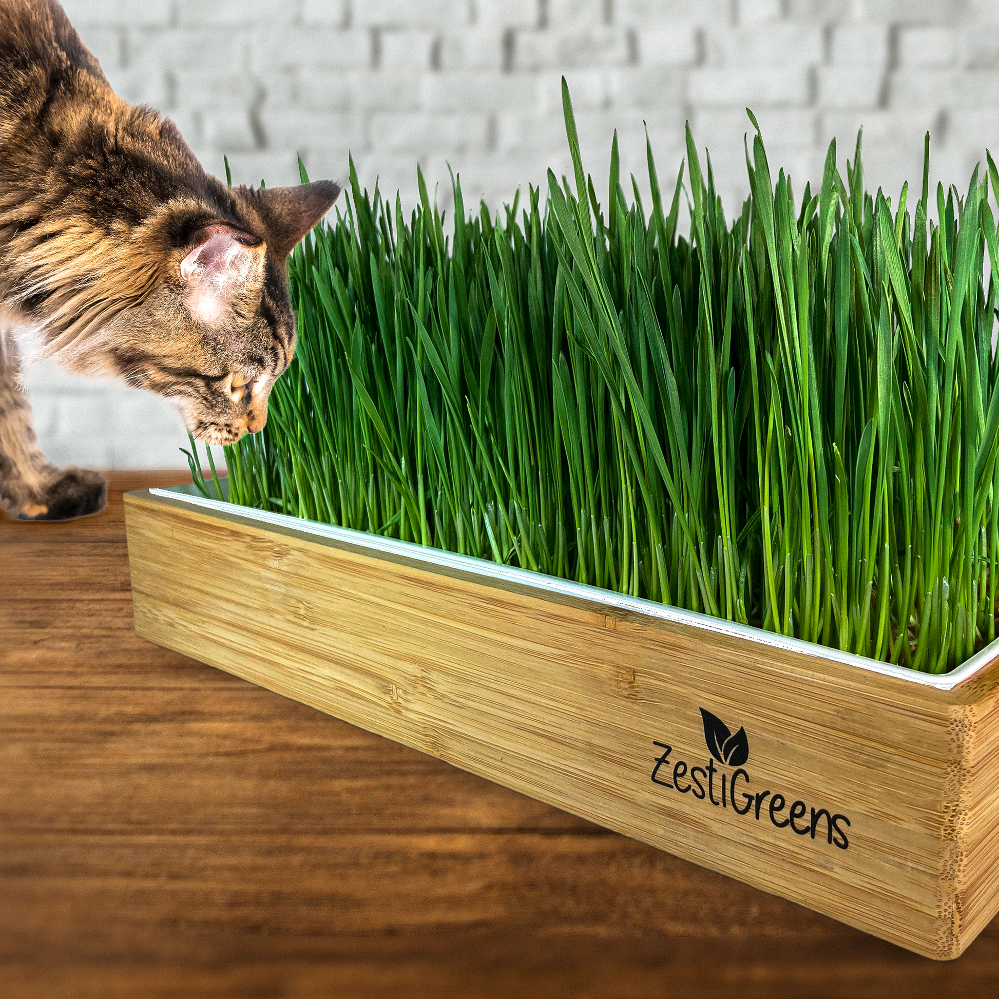 cat self watering planter Zestigreens Self-Watering Cat Grass Kit. Hands Down The Easiest Way to Grow Cat Grass. Everything Included to Grow A Large Crop Of Delicious Cat Grass