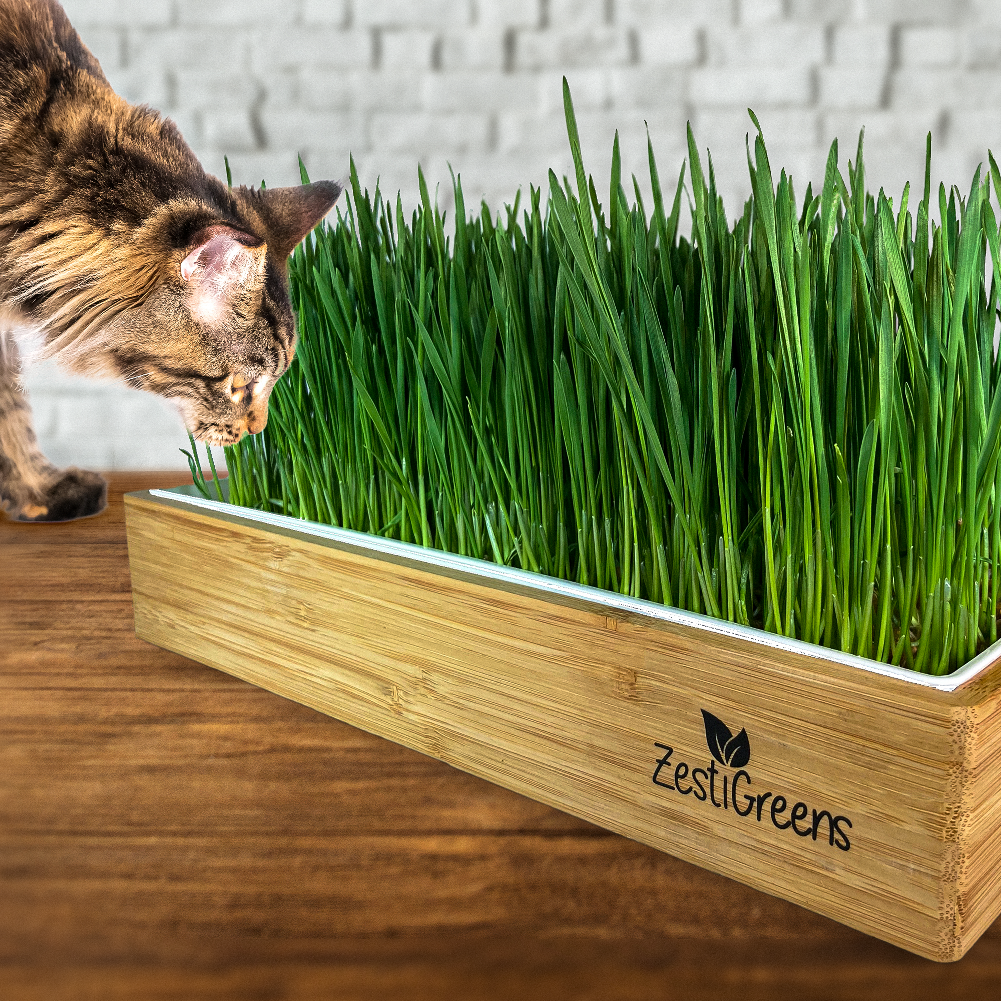 Cat Grass Self Watering Kit