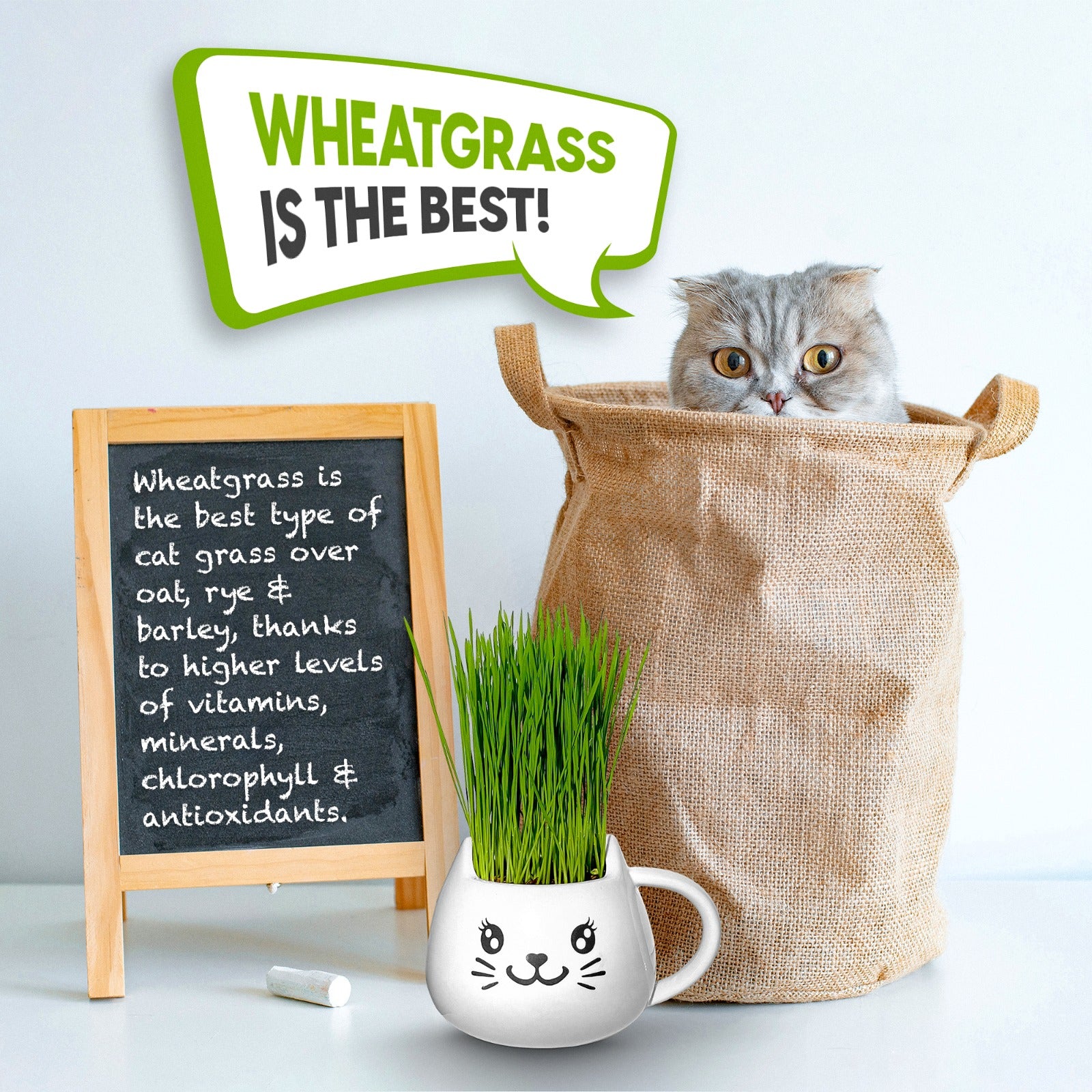 Cat Grass Mug Growing Kit