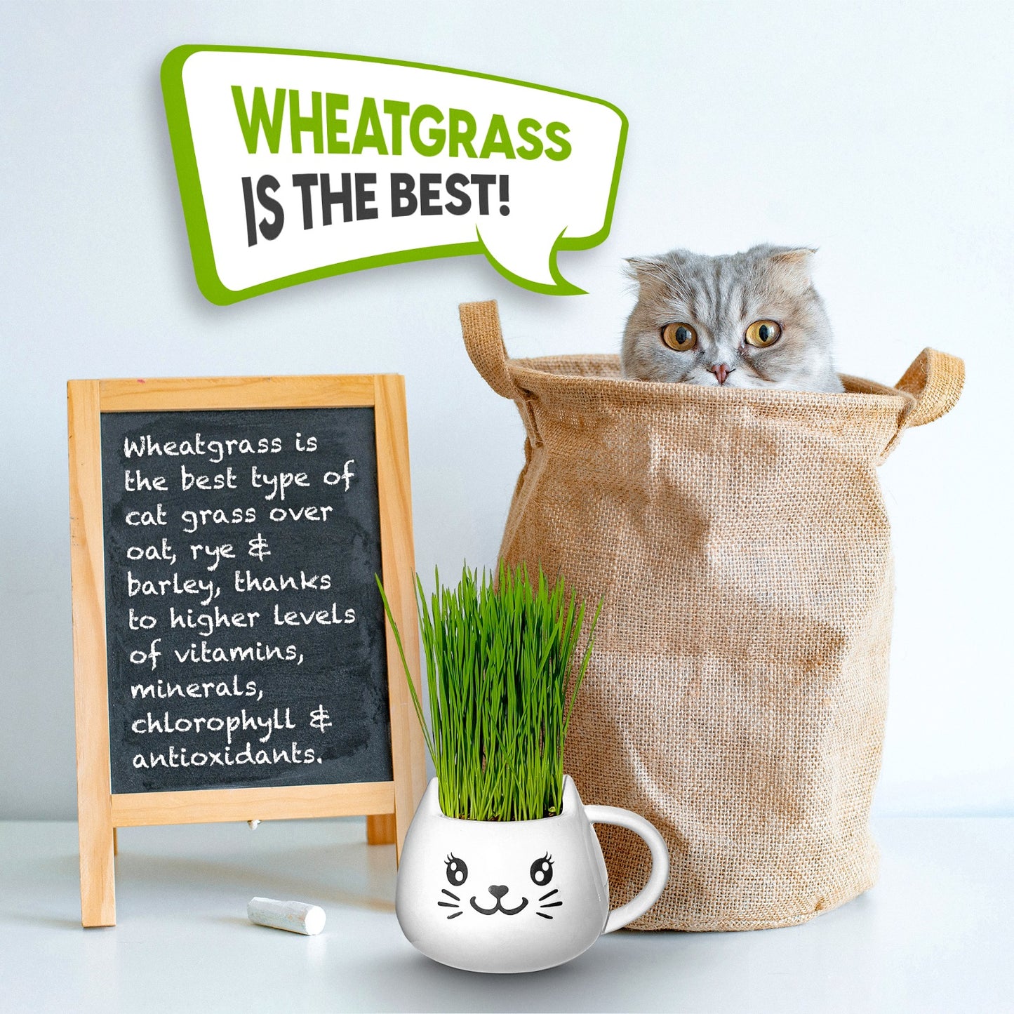 
                  
                    Organic Cat Grass Growing Kit - Promotes Natural Hairball Control and Digestive Wellness - Includes Organic Seed Mix, Nutrient-Rich Soil, and Stylish White Cat Planter
                  
                