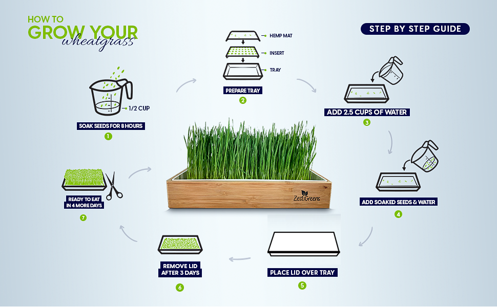 Organic Wheatgrass Growing Kit, Self Watering