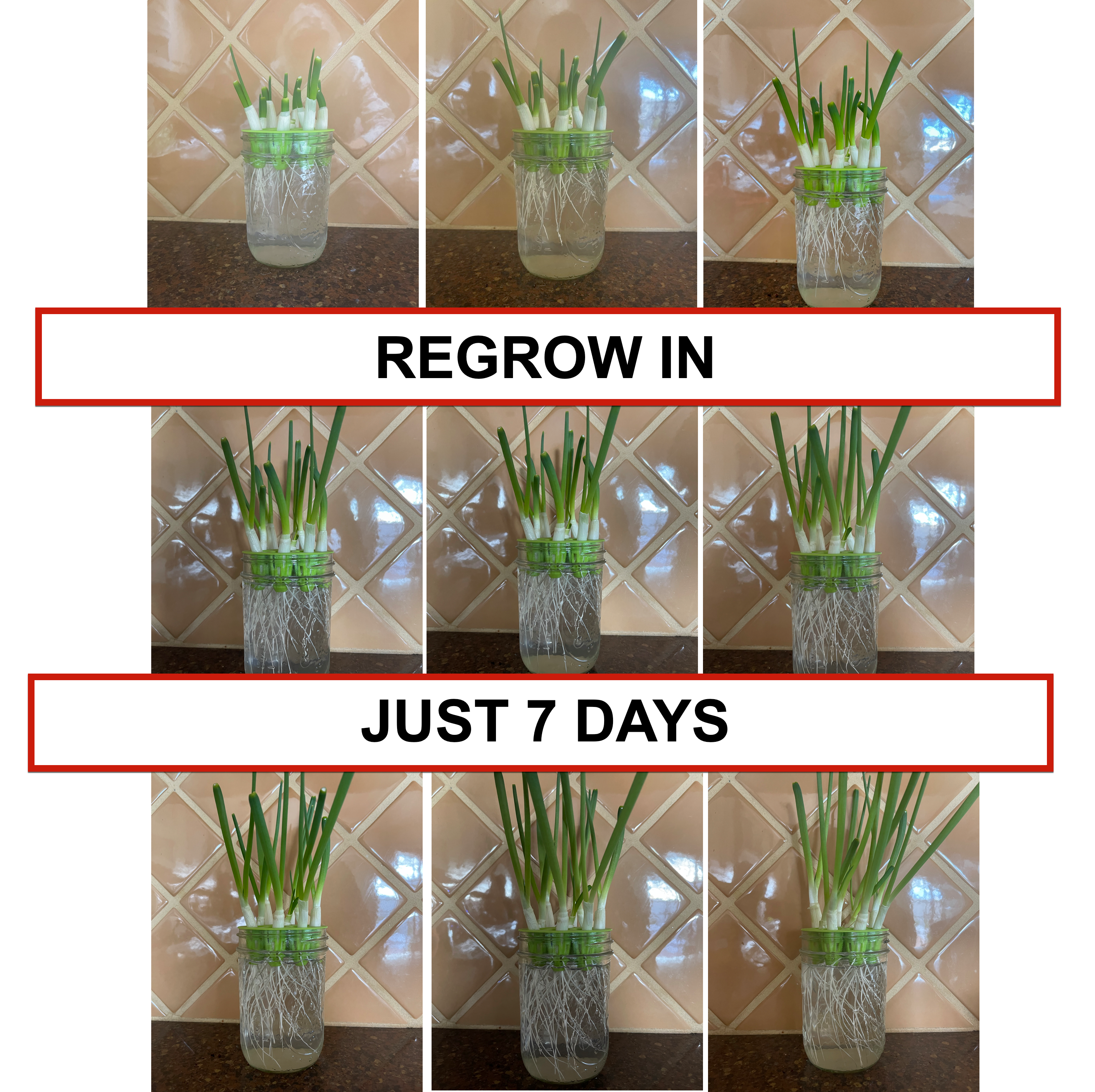 Sprouting Lids & Green Onion Regrower for Wide Mouth Mason Jars. Sprouts Growing Kit for Bean Sprouts, Broccoli Organic Sprouts